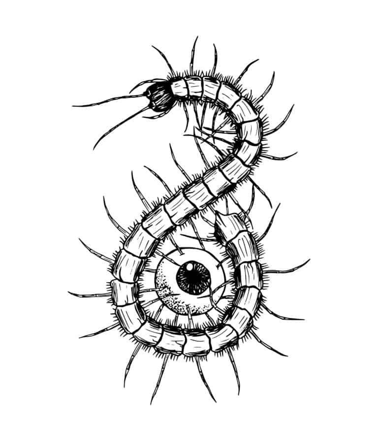 Centipede Tattoo Meaning