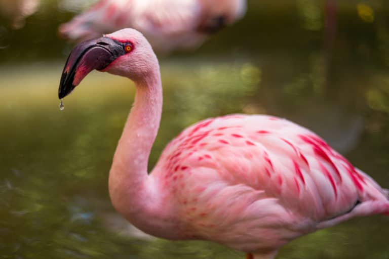Flamingo Tattoo Meaning